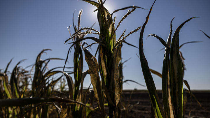 Des plants de maïs desséchés à Châtillon-sur-Indre, dans le centre de la France, le 10 juillet 2026, alors qu'une nouvelle vague de chaleur frappe le pays.