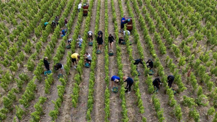 This file photo shows grape pickers harvesting grapes at the Lamiable Champagne House's vineyard in northeastern France on August 17, 2026