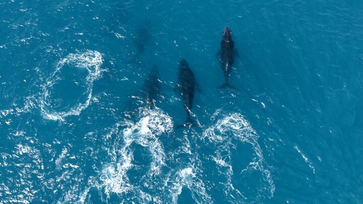 The warm waters off the coast of Brazil are the largest breeding ground for Southern Atlantic humpbacks