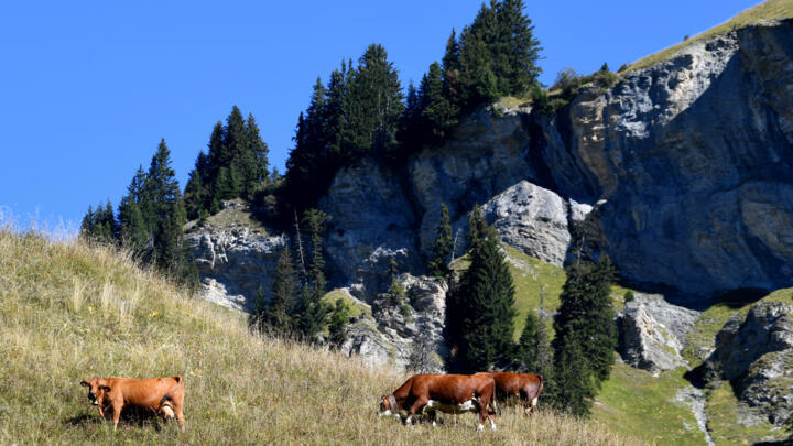 A pasture in Beaufort, France, where cheesemakers can usually feed their cows only local grass