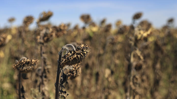 Sunflowers suffer from lack of water, as Europe is under an unusually extreme heat wave, in Beaumont du Gatinais, 60 miles south of Paris, France, August 8, 2022.