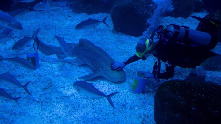 A diver touches a shark named Ritinha,  during an animal oracle-inspired activity at the AquaRio Marine Aquarium in Rio de Janeiro, June 3, 2026.