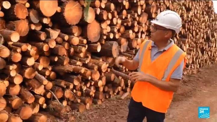 France's timber industry rushes to process trees charred by wildfires
