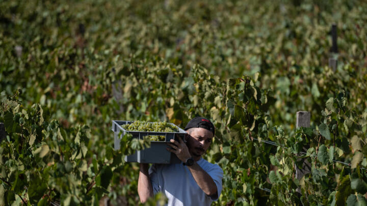France is the world's second-largest wine producer after Italy