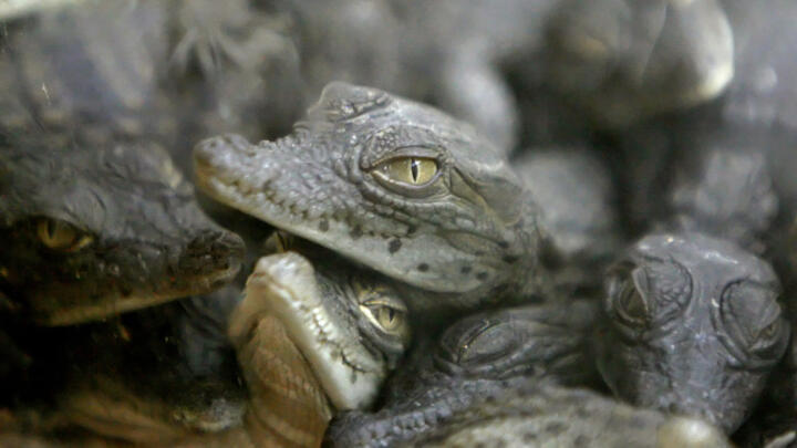 Zoos typically hatch Nile crocodile eggs in carefully controlled incubators