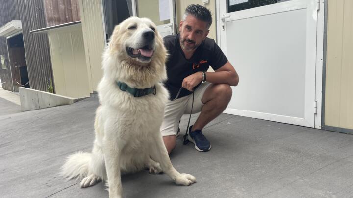 David Avril takes care of Alaska, whose owners were evacuated due to the fires in Gironde, on July 27, 2026