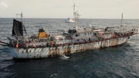 Three major squid fisheries supply around 60 percent of the world's squid.