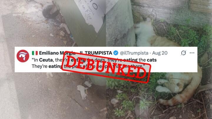 Since mid-August, social media users have been sharing photos that they claim show cats killed by migrants in the Spanish enclave of Ceuta. It turns out, however, that these images were taken back in 