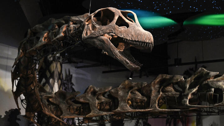 A model skeleton of Nagatitan chaiyaphumensis, Thailand's largest dinosaur, on display at the Thainosaur Museum in Bangkok on May 15, 2026. It weighed as much an nine adult elephants.