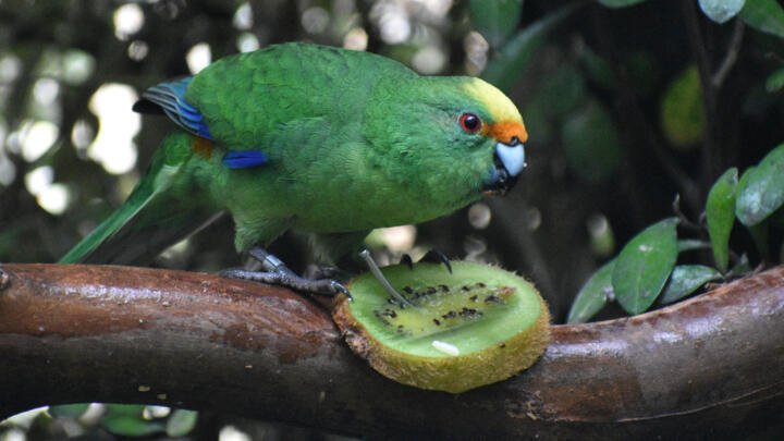 Nacho – part of a breeding pair of the rare New Zealand kakariki karaka parakeets – has produced 55 chicks in two years, more than 10% of the total population of the critically endangered bird