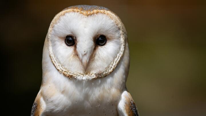 A file photo of a barn owl