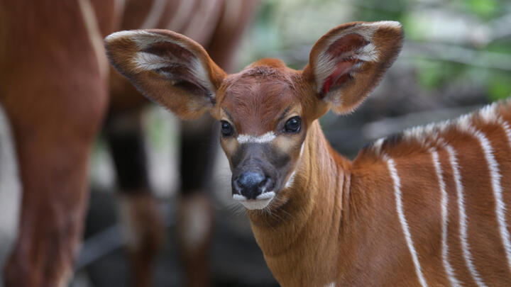 A young bongo antelope stands next to his mother at the zoo in Berlin, Germany on August 28, 2012.