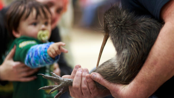 A staff member of a conservation organisation holds a kiwi bird during an event at Parliament in Wellington, New Zealand, on April 28, 2026