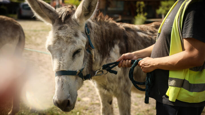 A patient with mental health conditions participates in a therapy session involving donkeys at a psychiatric hospital in Neuilly-sur-Marne, in the eastern suburbs of Paris, on May 29, 2026
