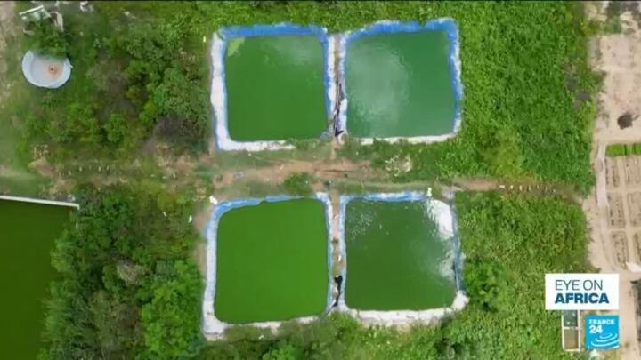 Senegal farmers turn to fish and rice farming